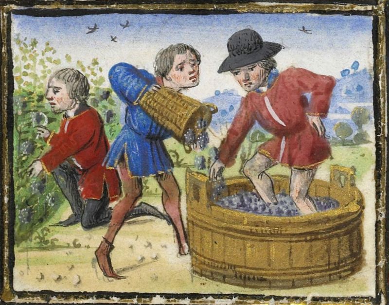 Vendanges au 15ème siècle