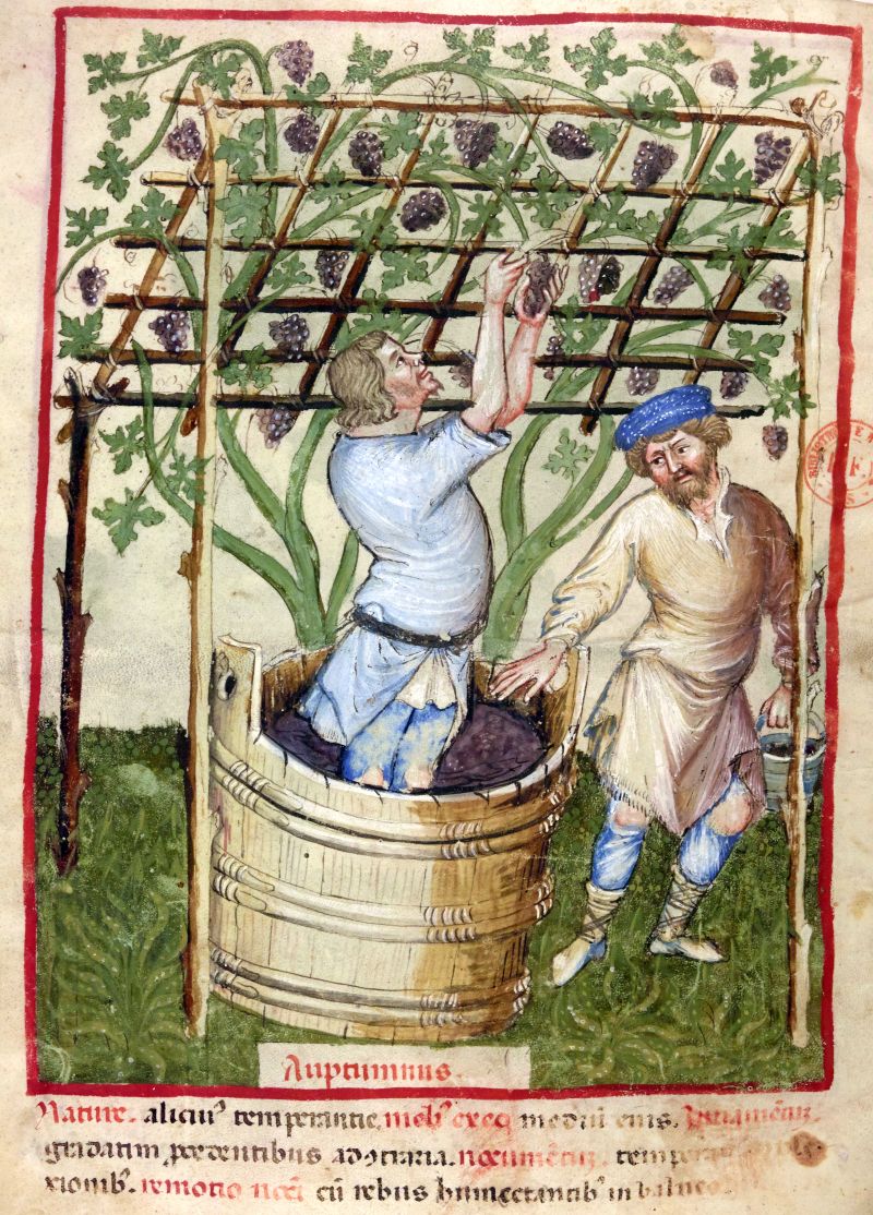 Deux vendangeurs au 15ème siècle
