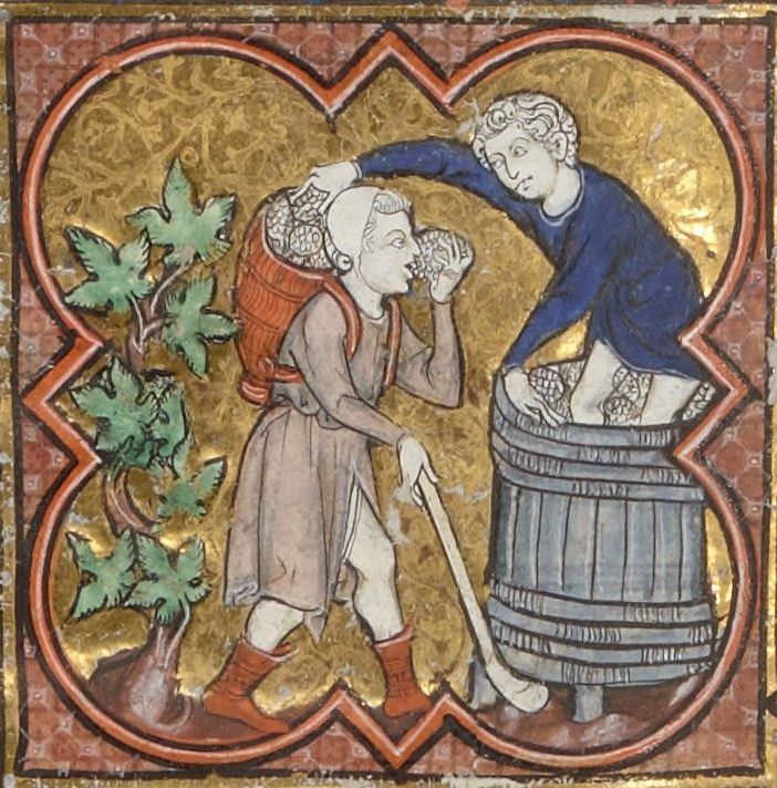 Vendanges au 13ème siècle